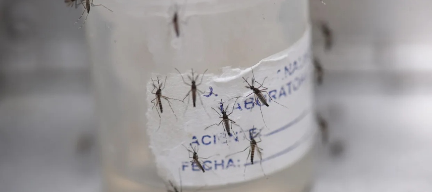 El dengue es una enfermedad febril que se transmite por la picadura de un mosquito (Aedes aegypti)...