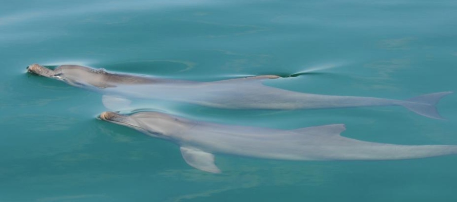 De este modo, el tiempo que los delfines mulares macho pasan jugando siendo juveniles sirve para...