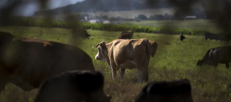 Esto con el fin de garantizar la calidad de los insectos e implementar una estrategia efectiva de...