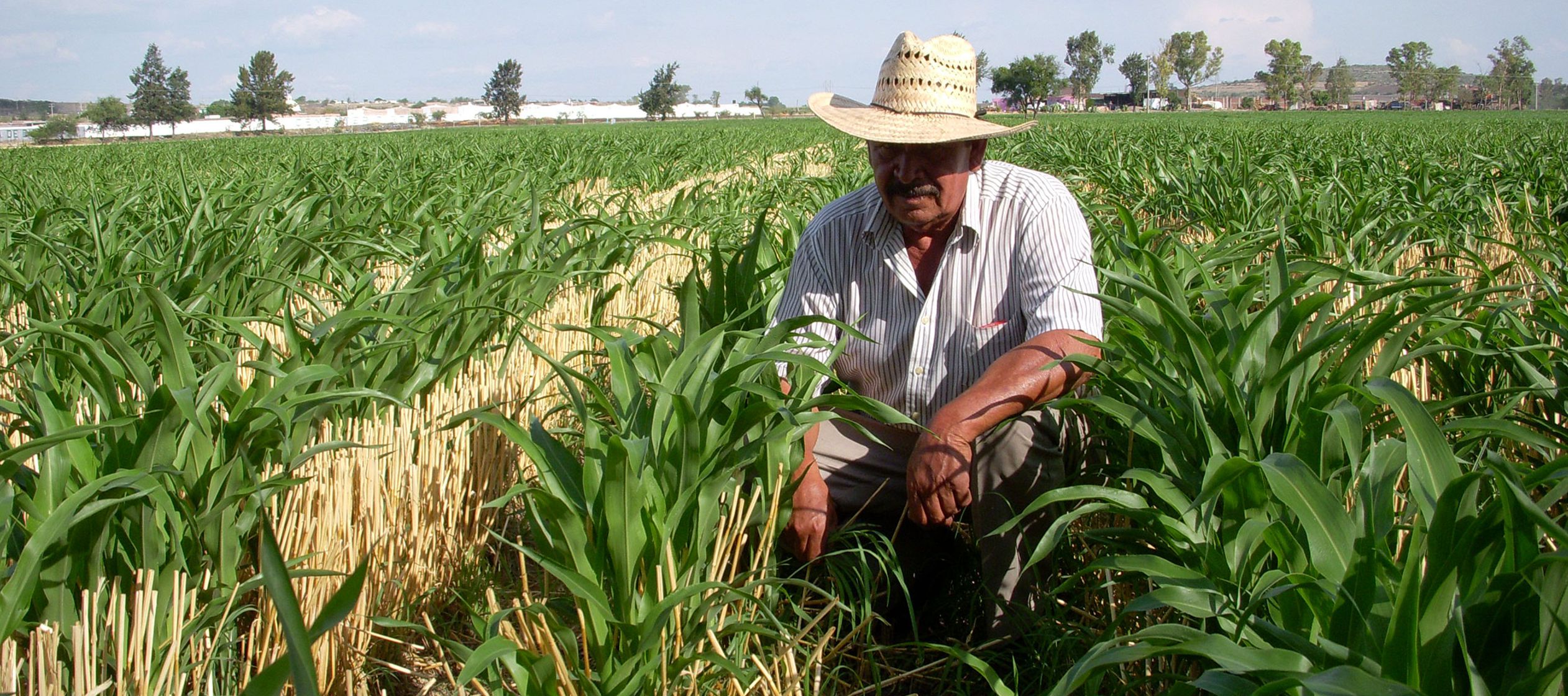 También, que "renegocie" el Tratado entre México, Estados Unidos y...