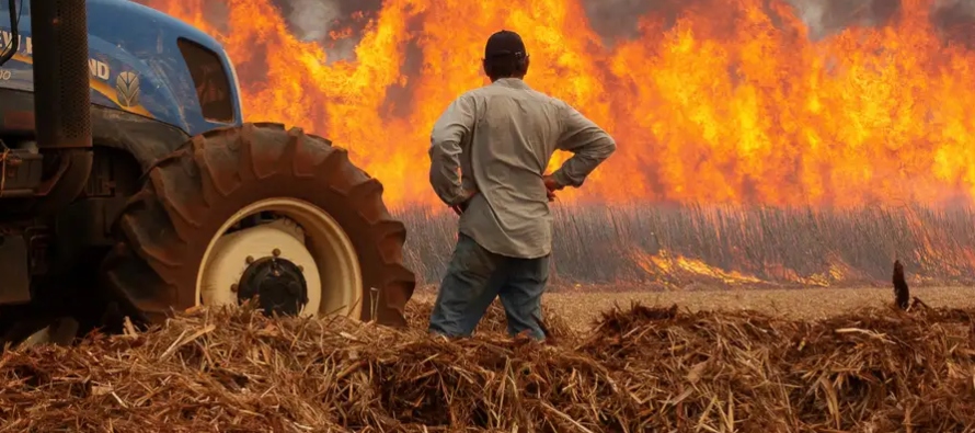 Por su parte, Carlos Peres explica que los incendios y la sequía ponen en peligro la...