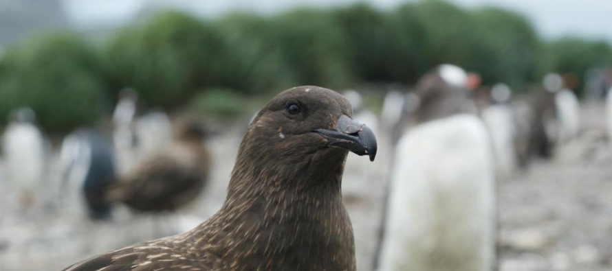 Los investigadores, del Reino Unido, han llevado a cabo un amplio muestreo y vigilancia de la fauna...