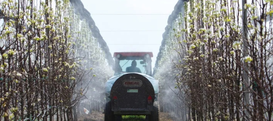 El declive de los insectos a causa de los "agroquímicos" amenaza la salud del planeta